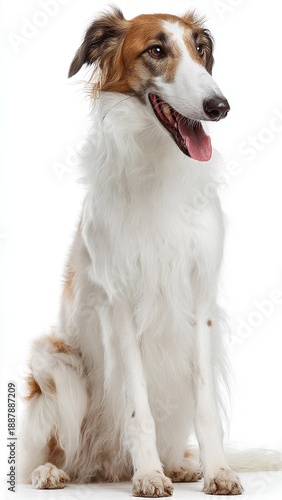 mixed breed dog