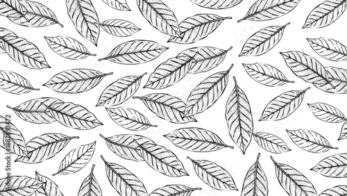 Wallpaper Mural Wooden Engraving Bay Leaves on Transparent Background Torontodigital.ca
