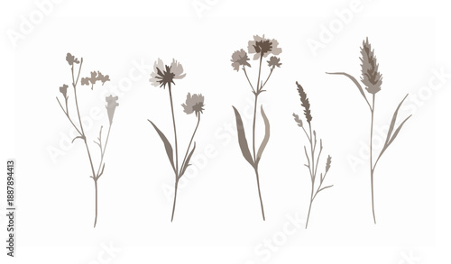 Boho Watercolor Dried Flower Clipart Set Isolated on White