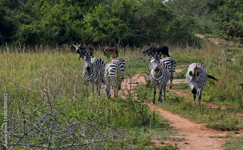 OUGANDA, une aventure au cœur de l'Afrique entre safari et randonnée. Zèbres sur la route en direction du parc de Murchison Falls.