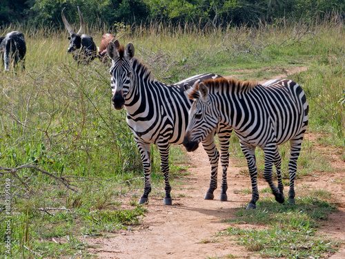 OUGANDA, une aventure au cœur de l'Afrique entre safari et randonnée. Zèbres sur la route en direction du parc de Murchison Falls.