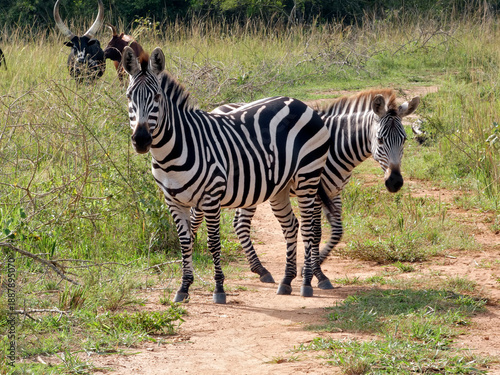 OUGANDA, une aventure au cœur de l'Afrique entre safari et randonnée. Zèbres sur la route en direction du parc de Murchison Falls.