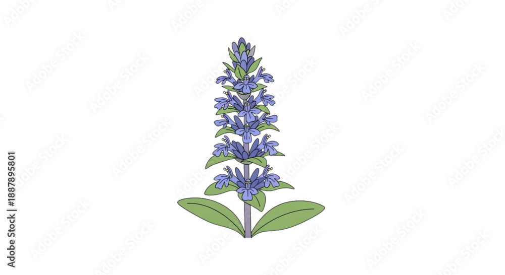 Obraz premium Ajuga: Bugleweed flowers with blue or purple petals