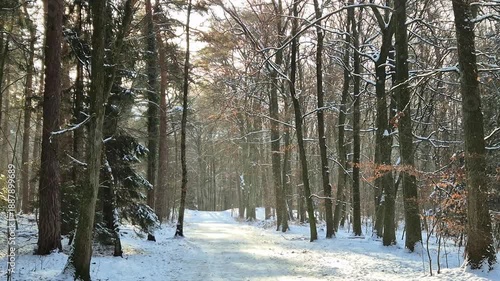 Snow grains falling in a winter forest with bright sunshine, icy woodland path covered in fresh snow, sparkling light through trees creating a peaceful cold-season nature atmosphere.