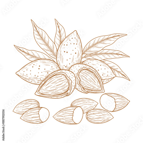 Hand-drawn variety of nuts and green leaves collection vector illustration created with generative AI isolated on white background