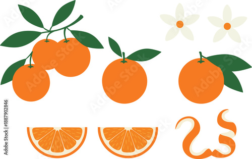 Orange Fruit and Blossom Set with Whole Citrus Slices Peels and Leafy Branches for Food Packaging and Organic Product Vector Illustration