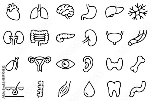 Medical organs line icon set. Vector pictograms of anatomy