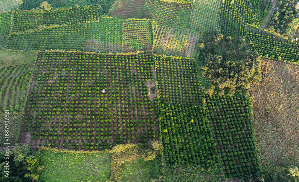 Fototapeta premium Aerial view of coffee plantations in Gia Lai, Vietnam, showing geometric farm plots, lush greenery, and organized agricultural land use in the Central Highlands.