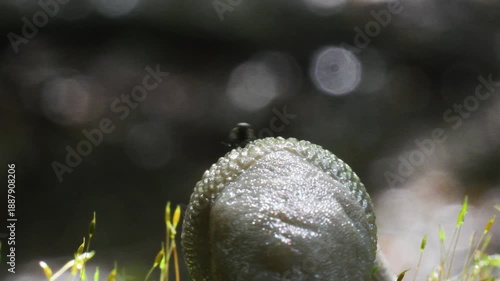 fly gets trapped in slug mucus,  close-up,  slug,   arion sp.,  gasteropoda,  family Arionidae, Gasteropoda, undergrowth, Erba, Italy, Mountain,