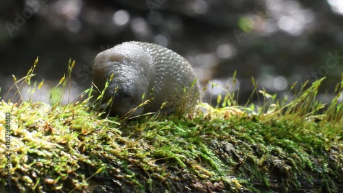  slug ,  close-up,  slug,   arion sp.,  gasteropoda,  family Arionidae, Gasteropoda, undergrowth, Erba, Italy, Mountain,
