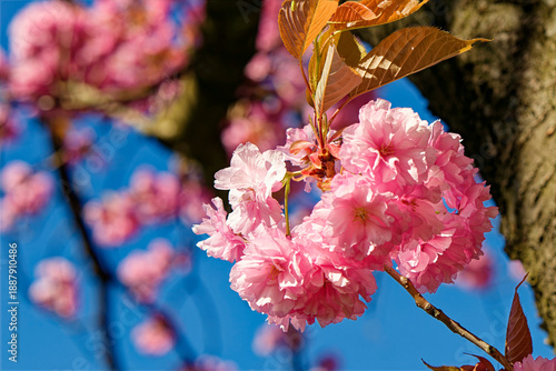 Macro shot of pink blossoms of a Japanese cherry tree in the sunlight.