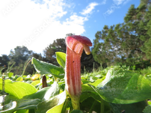 Arisarum Vulgare, friar's cowl, larus - plant