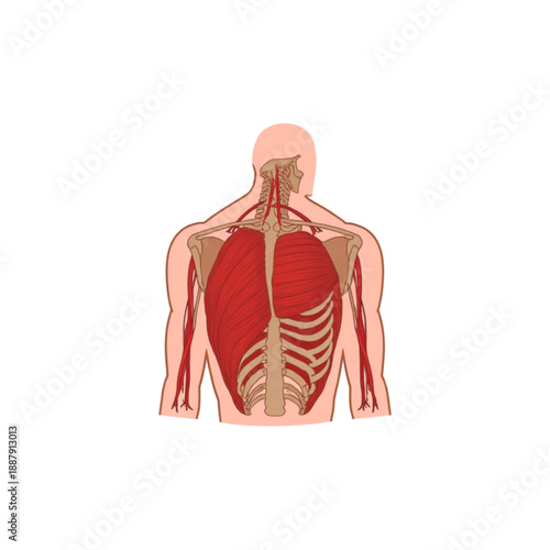 Human Back Anatomy Vector Illustration - Muscles, Bones, Vessels