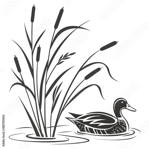Duck in reeds