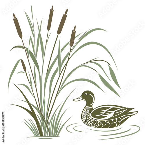 Duck in a pond with reeds