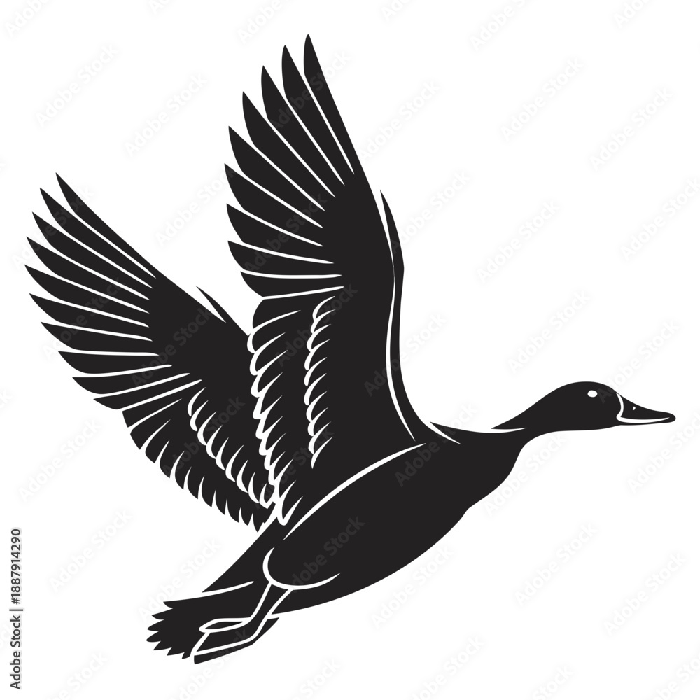 Obraz premium Flying duck in silhouette