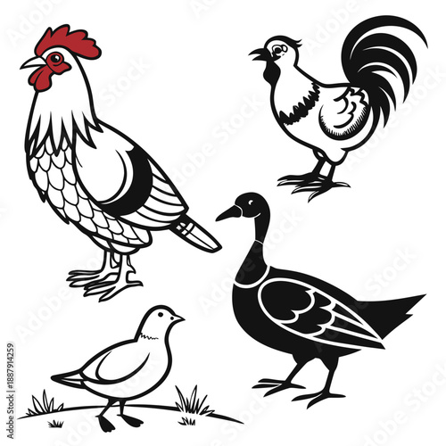 Illustrated collection of farm birds