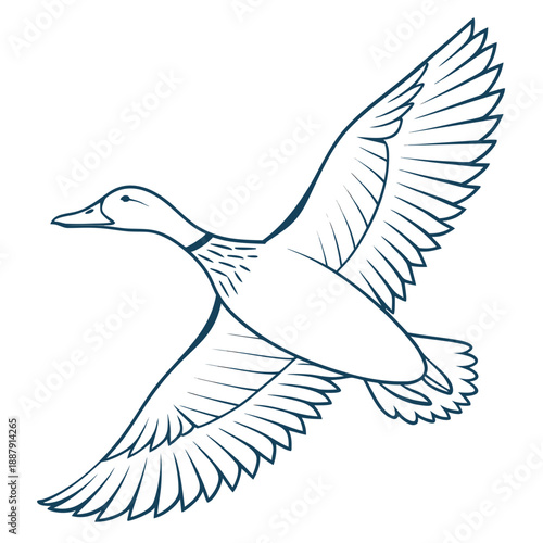 Flying duck illustration