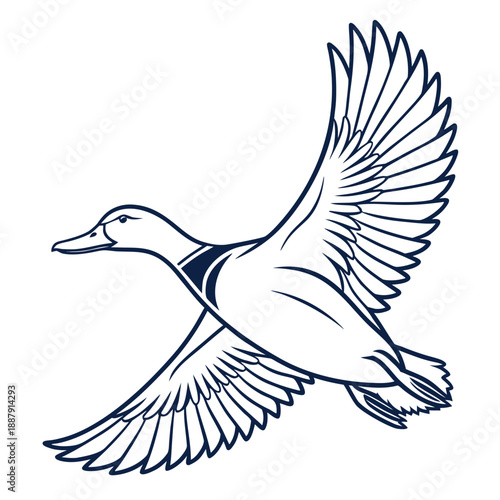 Flying duck illustration