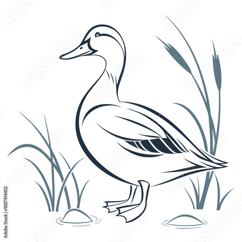 Duck in marsh