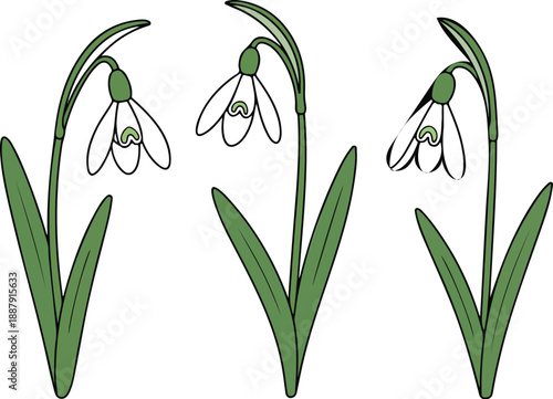 Snowdrops Spring Flowers on Green Stem  Botanical Vector Set