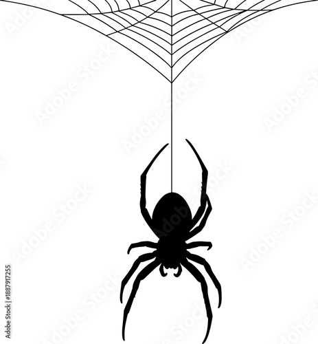 Spooky black silhouette of a large spider hanging from a detailed spiderweb, creepy insect illustration isolated on white background for Halloween and horror decor.
