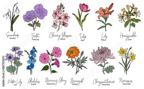 Watercolor botanical illustrations of twelve birth month flowers with names and months, detailed, elegant, and minimalist on transparent background.