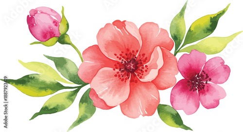 Beautiful pink flowers with green leaves on white background