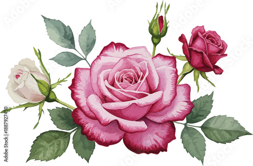 Large pink rose with green leaves and two smaller roses