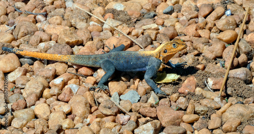 OUGANDA, une aventure au cœur de l'Afrique entre safari et randonnée. Gros plan sur un Agama agama, espèce de sauriens dans le Parc National de Murchison.