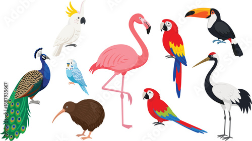 Exotic and tropical bird illustration set with flamingo, parrots, toucan and peacock