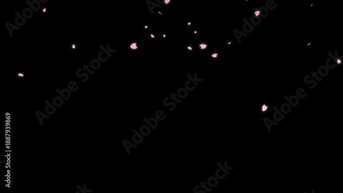 4k Cherry Blossom Petals Falling Loop, Soft pink cherry blossom petals gently fall in a seamless loop with an alpha channel,Spring season cherry blossom flower petals flying on black screen, hanami