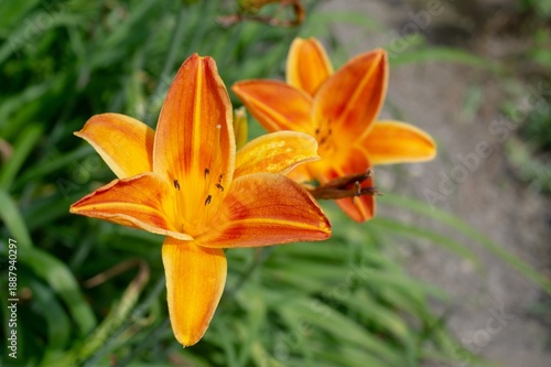 Orange dailily (Hemerocallis fulva) plant know as daylily or corn lily with bokeh