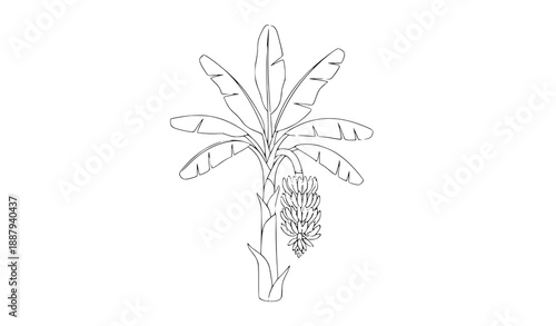 Black and white banana tree line art with hanging fruit botanical vector illustration