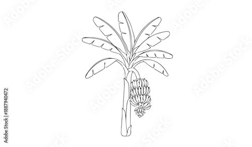 Stylized banana tree botanical line illustration with hanging fruit vector art