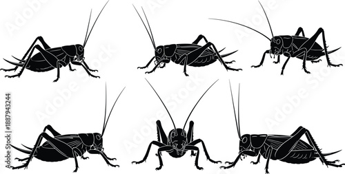 Cricket insect silhouettes set, grasshopper bug collection, realistic anatomy poses, pest biology symbols, cad drawing flat vector illustration, black design