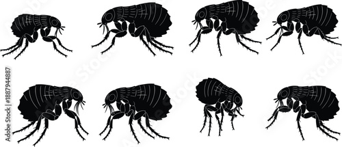 Flea insect silhouettes set, parasite bug collection, microscopic pest anatomy icons, veterinary biology symbols, cad drawing flat vector illustration