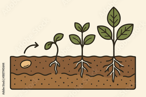 Stages of plant growth from seed to mature plant with roots and leaves