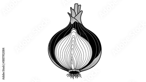 Detailed Drawing of a Whole Fresh Onion Vegetable with Roots on Isolated White Background