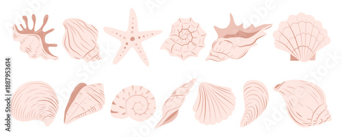 Ocean, exotic underwater seashells