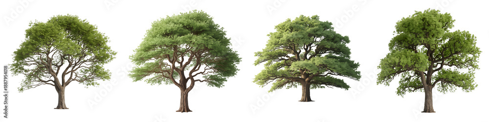 Fototapeta premium Four trees with different green foliage isolated on transparent background