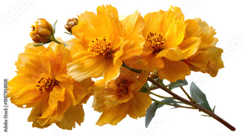 Capture vibrant moments with these stunning golden cosmos flowers, perfect for adding a touch of elegance and warmth to any project, isolated on transparent backgrounded