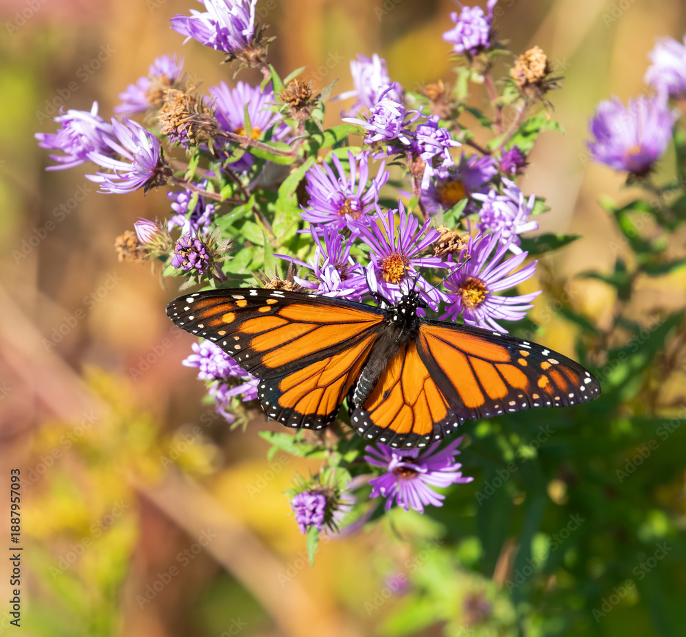 Fototapeta premium Monarch Butterfly (insect)
