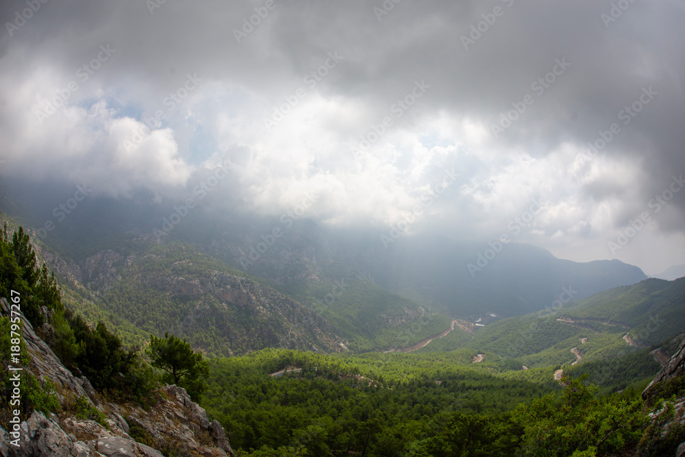 Fototapeta premium Forest and Sky
