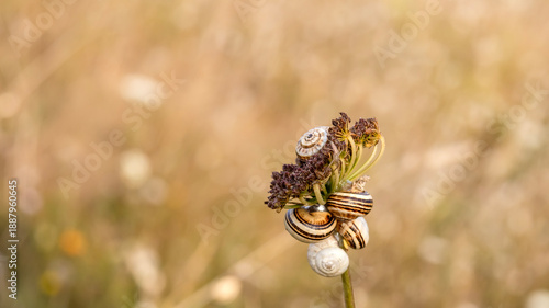 Small snails clustered on a dry plant