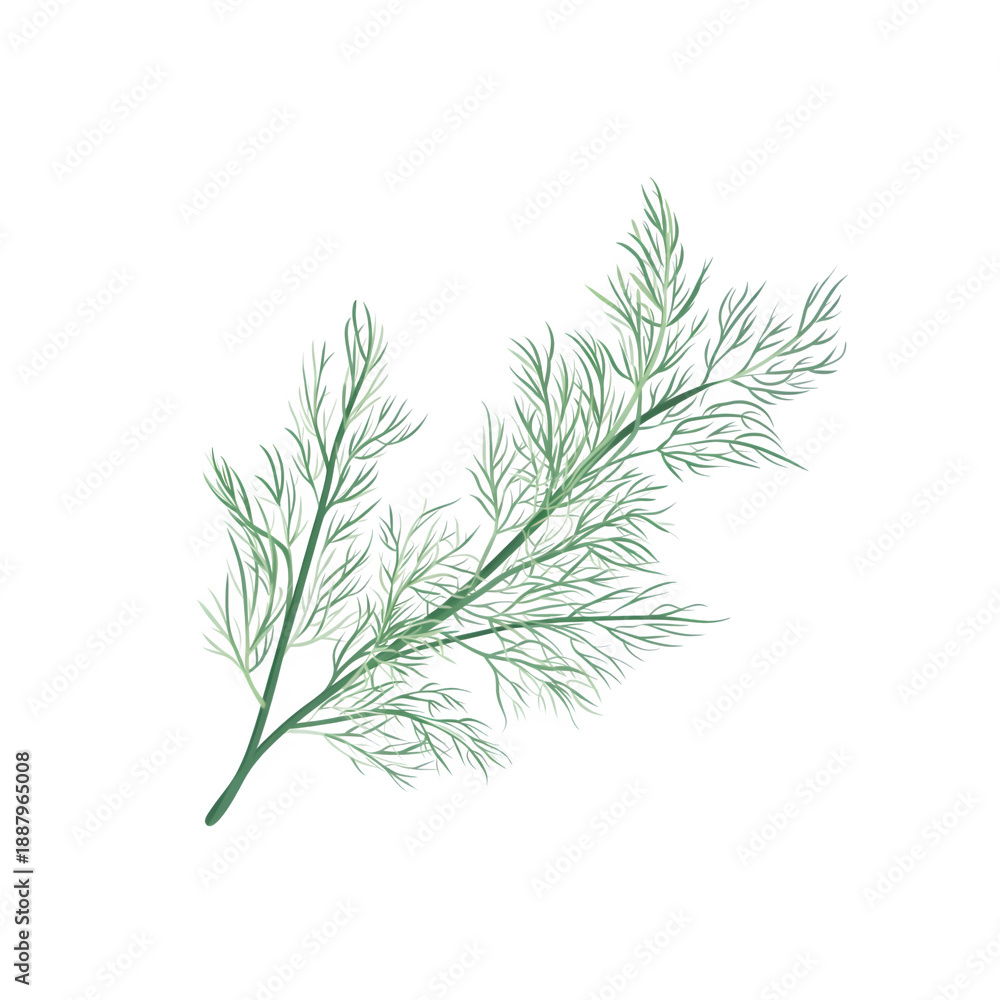 Fototapeta premium Delicate green dill sprigs with fine feathery leaves isolated on transparent background herb plant