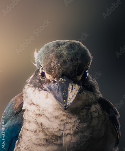 Close-up portrait of a kingfisher with intense eye contact and detailed plumage. Dramatic wildlife image captured in soft directional light against a dark blurred background, highlighting feather.