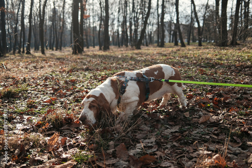 Cuadro en lienzo Basset hound dog walking on a leash in an autumn park, sniffing fallen leaves among trees, capturing slow pace, curiosity, and peaceful outdoor pet lifestyle
