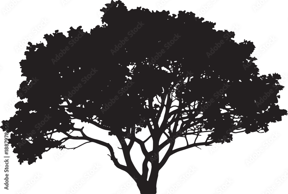 Fototapeta premium Black silhouette of a spreading oak tree with a wide leafy canopy and intricate branch details isolated on a white background for graphic design projects