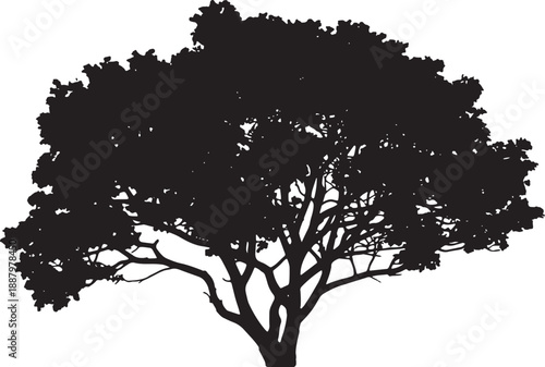 Black silhouette of a spreading oak tree with a wide leafy canopy and intricate branch details isolated on a white background for graphic design projects
